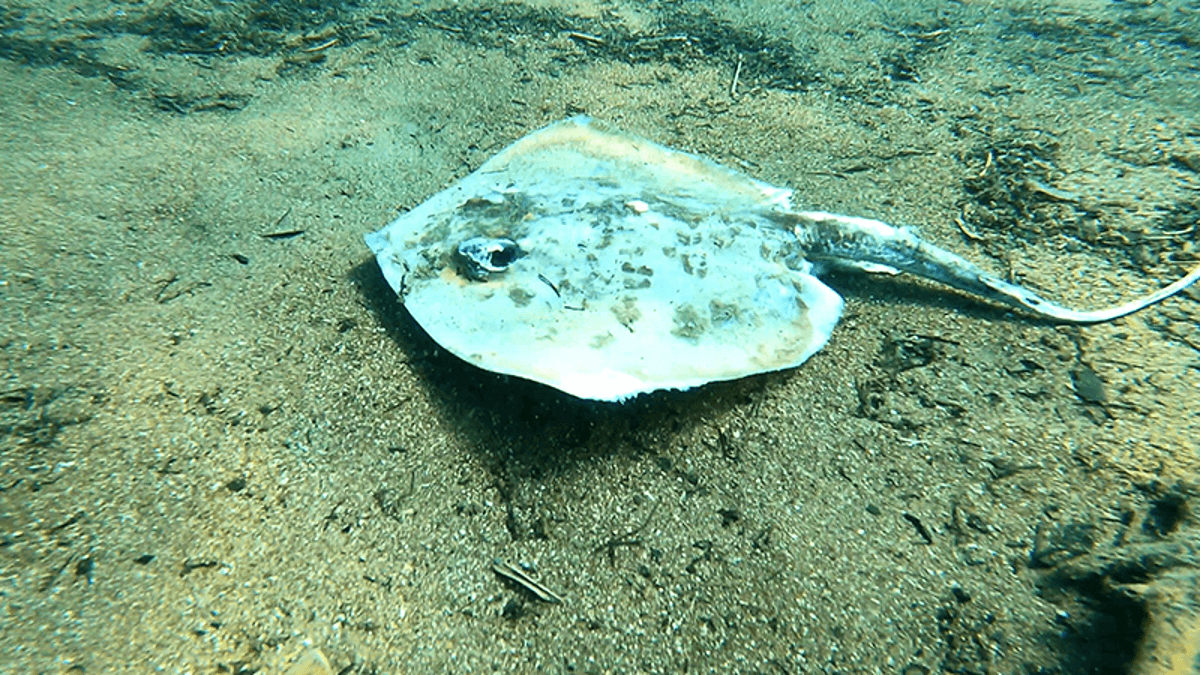 Çıralı’da deniz altında şoke eden manzara: Yüzlerce ölü balık