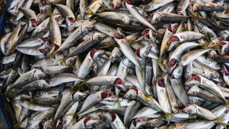 BARTIN'DA DENİZ SUYU SOĞUDU, İSTAVRİT KIYIYA YAKLAŞTI