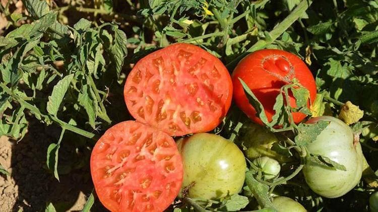 Manisa'da susuz yetiştirilen çeşni domatese yoğun talep