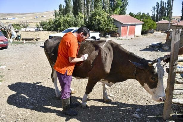 Ankara'da yetiştiricilere 12,5 milyon liralık veteriner desteği