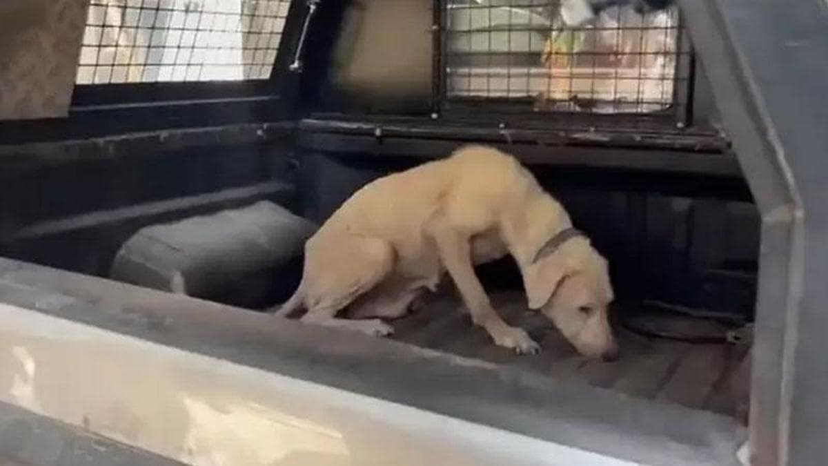 Pireli binadan kurtarılan köpeğe, onu sahiplenen avukatın adı verildi