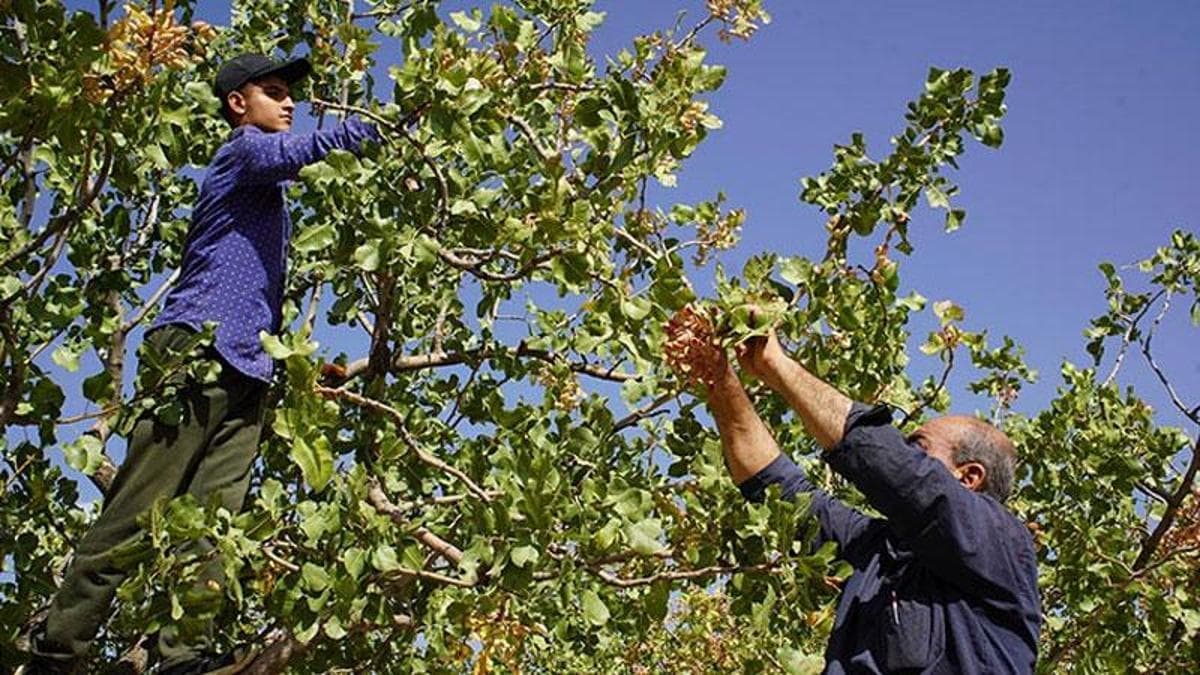 Hırsızlık korkusu, Siirt’in ‘yeşil altın’ında hasadı erkene çektirdi