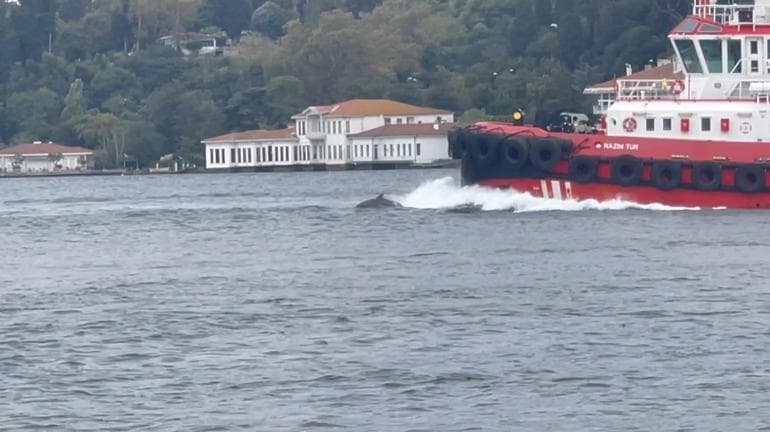 İstanbul Boğazı'nda yunus sürprizi
