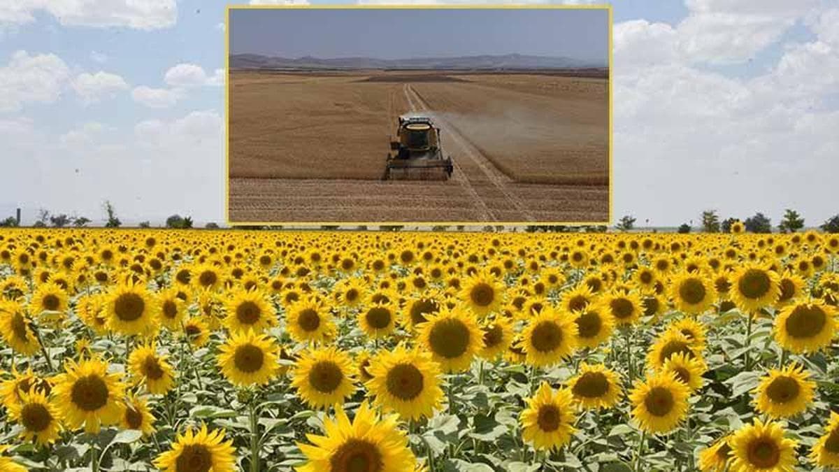Konya Ovası’nda yağışlar rekolteyi artırdı