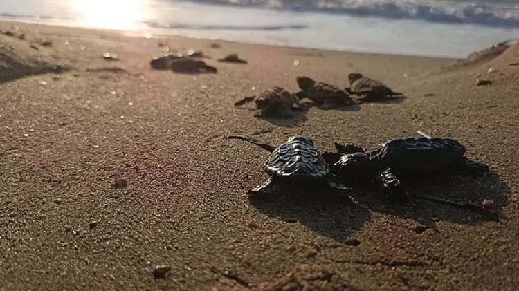 Kuşadası’nda yuvada sıkışan 22 caretta caretta yavrusu denizle buluşturuldu