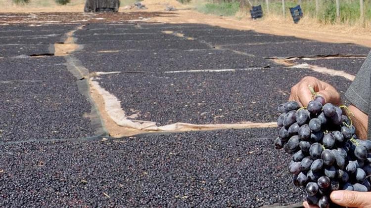 Coğrafi işaretli 'Antep karası' üzümünde kurutma zamanı