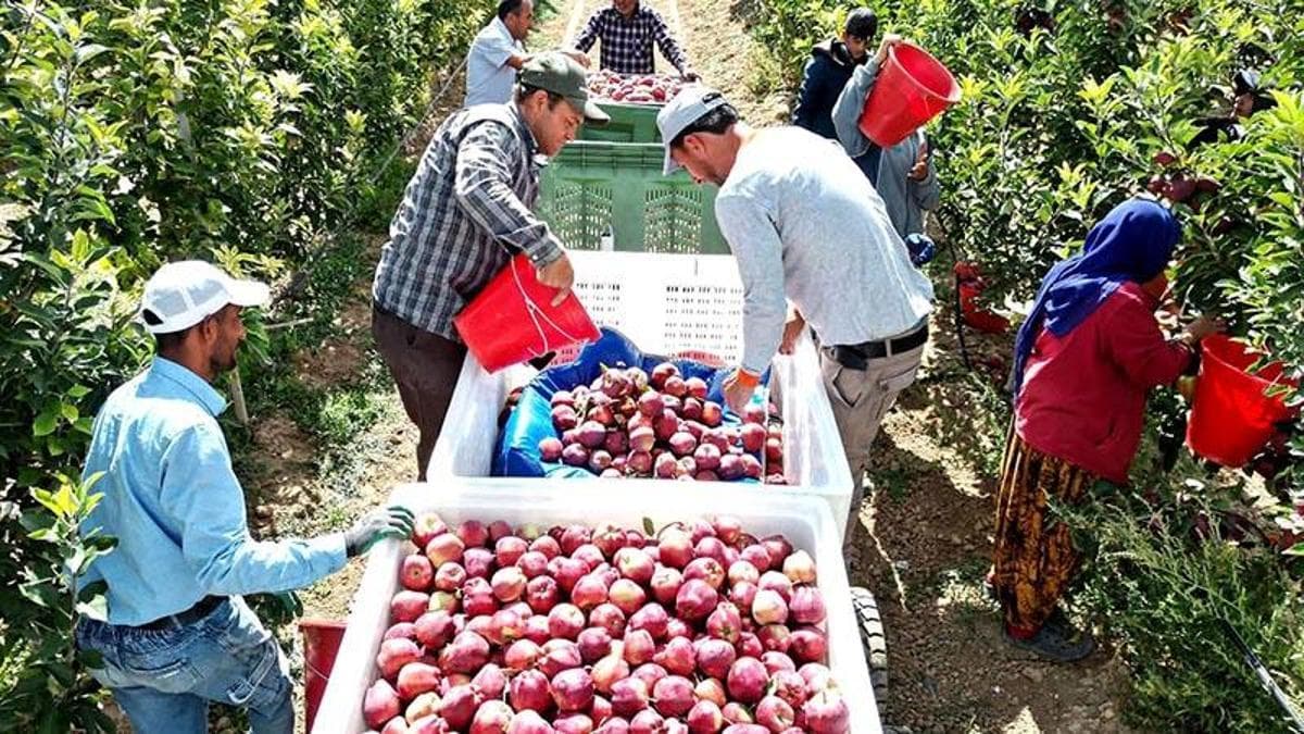 Geçen yıl don vuran Yeşilhisar elması, bu yıl üreticinin yüzünü güldürdü