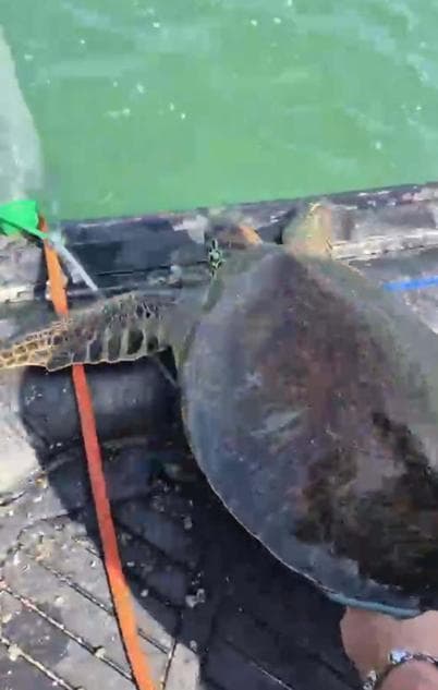 Milas'ta pet şişe bağlanmış caretta carettayı denize açılıp kurtardılar