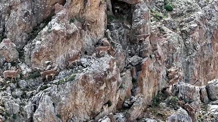 Yaban keçileri Keşiş Dağları'nda sürü halinde görüntülendi