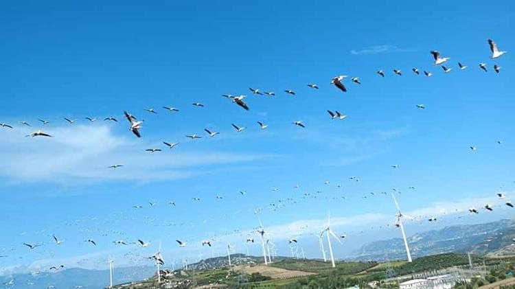Gökyüzünde görsel şölen! Ak pelikan sürüleri görüntülendi