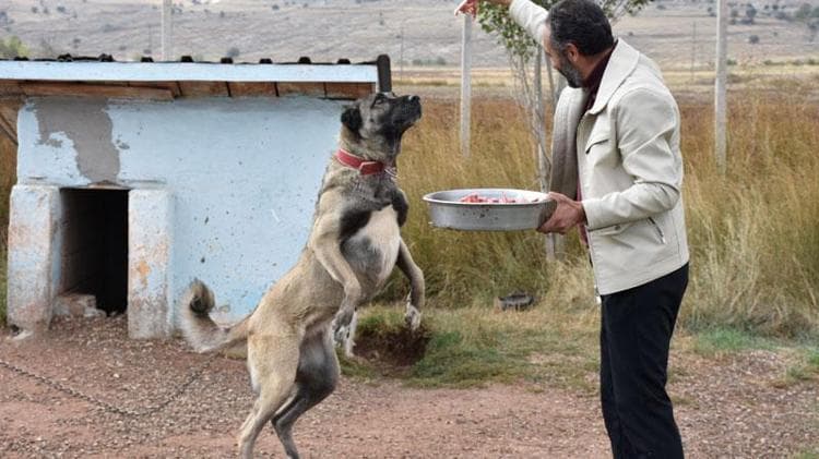 Kangal köpeklerini kışa ‘yüksek protein’ ile hazırlıyorlar