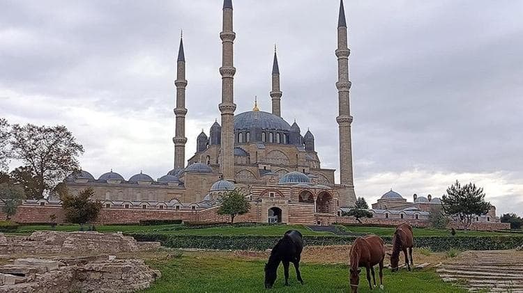 Selimiye Camisi meydanında başıboş 3 at otlarken görüldü