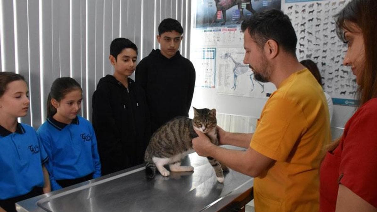 Ortaokul öğrencileri, yaralı kedi 'Kurabiye'nin tedavisi için harçlıklarını biriktirdi