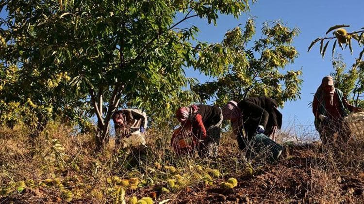 Demirci kestanesinde hasat başladı